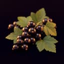 Grosella negra