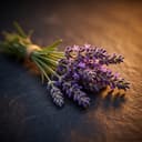 Lavanda