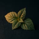 Pachulí
