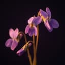 Violeta
